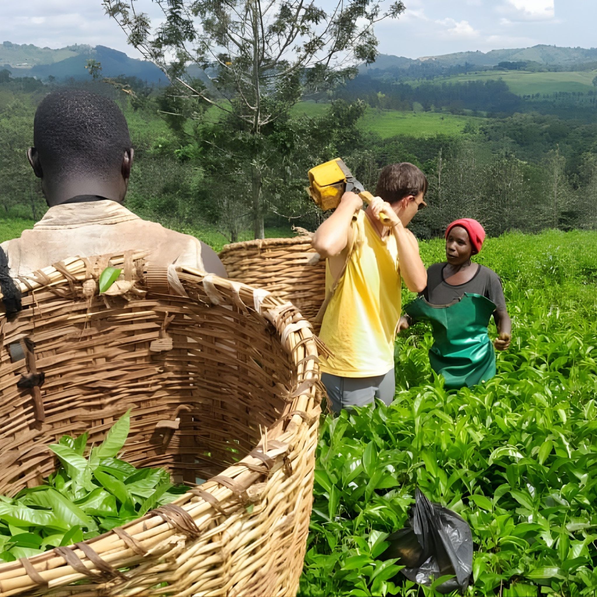 Tea Plantation Tours